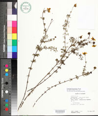 Image of Coreopsis fasciculata