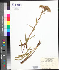 Solidago nitida image