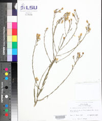 Pityopsis graminifolia image