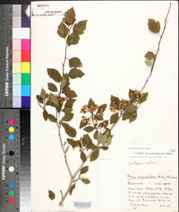 Crataegus ovata image