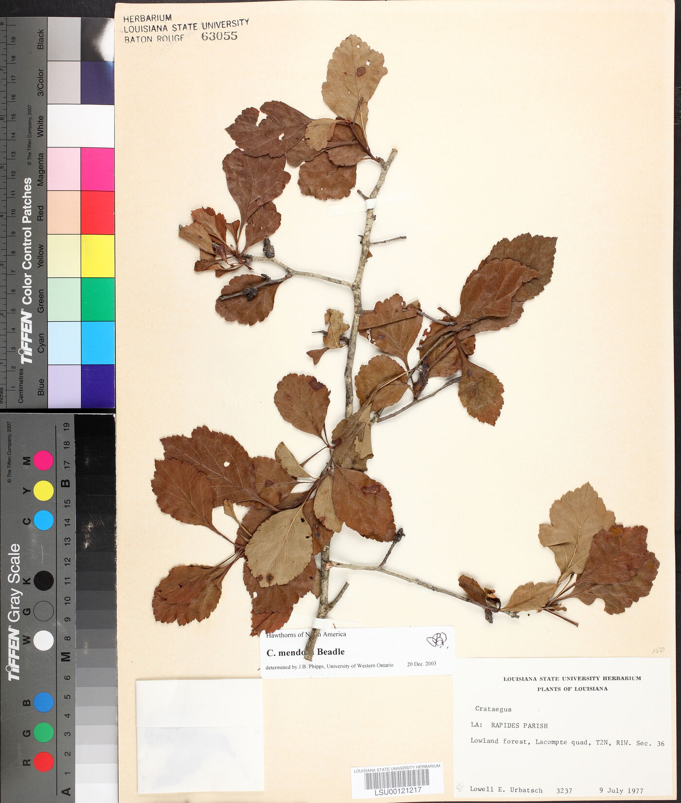 Crataegus mendosa image