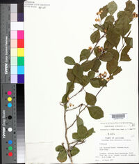 Crataegus viridis image