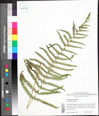 Thelypteris kunthii image