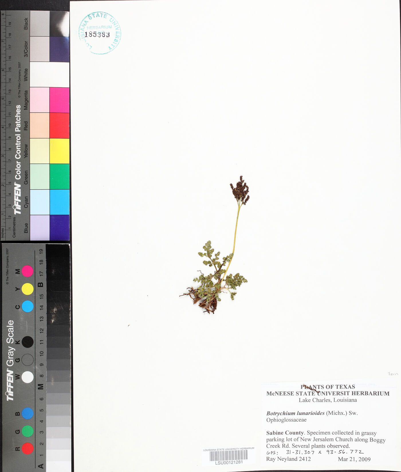 Sceptridium lunarioides image