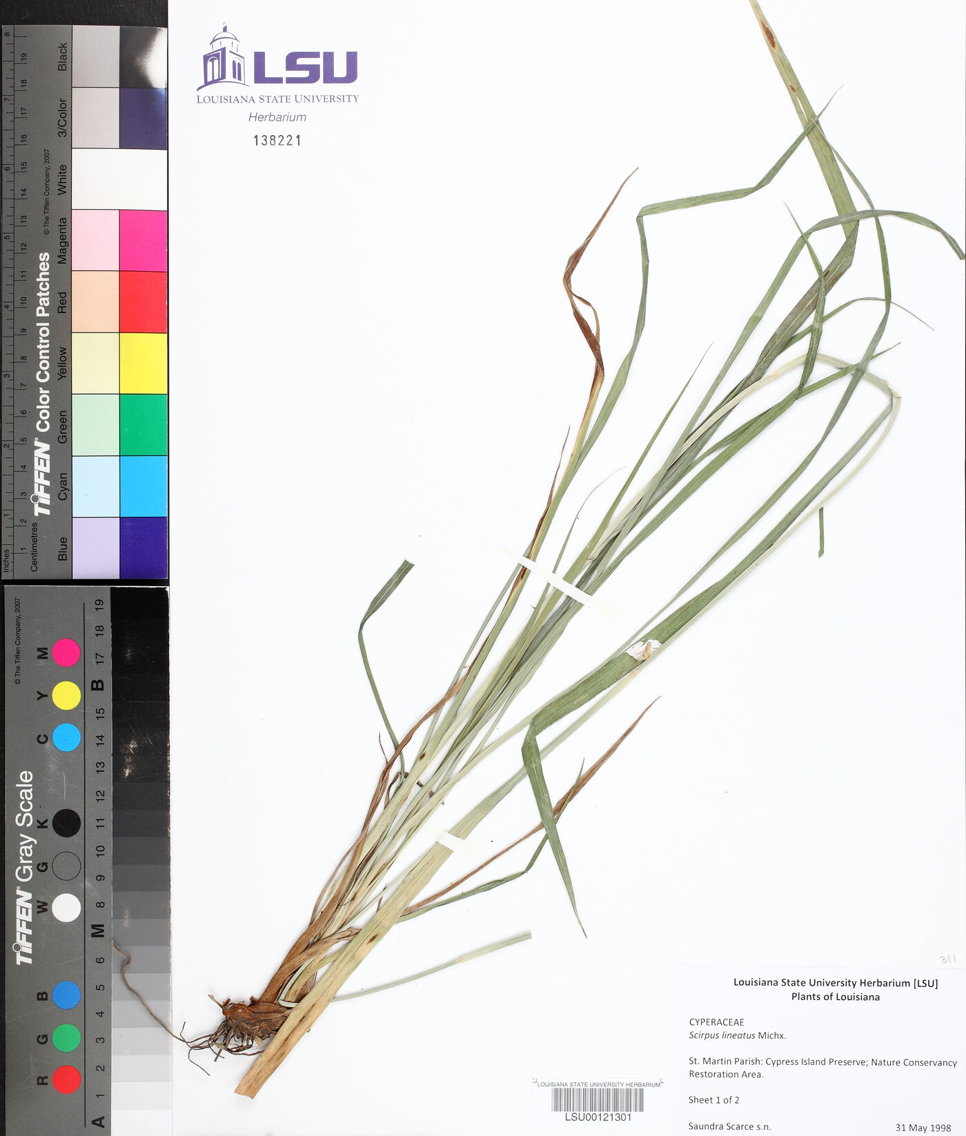 Scirpus lineatus image