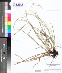 Carex cherokeensis image