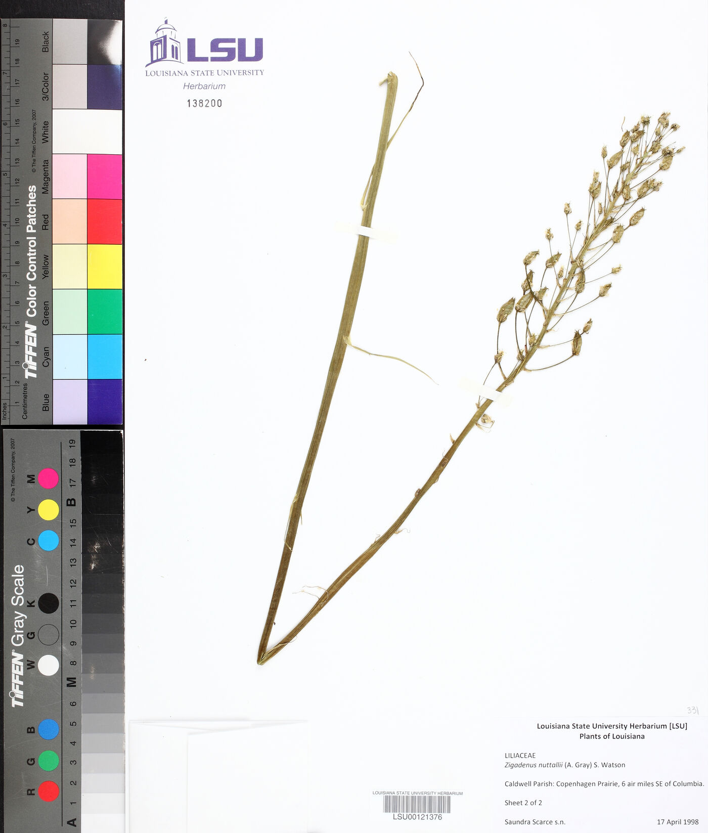 Zigadenus nuttallii image