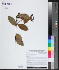 Lyonia lucida image