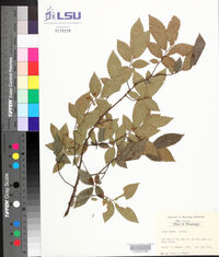 Ulmus alata image