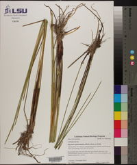 Eleocharis quadrangulata image