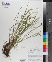 Carex planispicata image