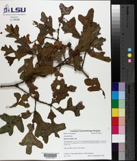 Quercus similis image