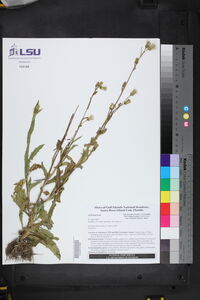 Image of Erechtites hieraciifolia