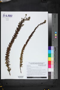 Chrysopsis gossypina subsp. cruiseana image
