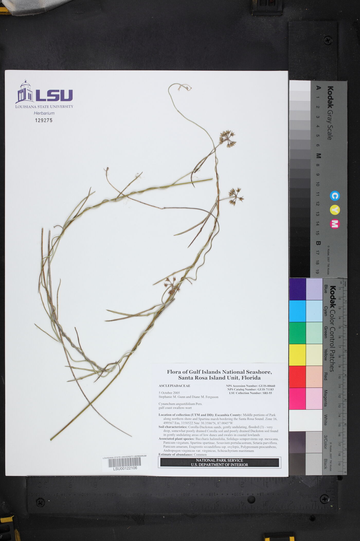 Cynanchum angustifolium image