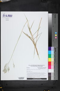 Panicum repens image