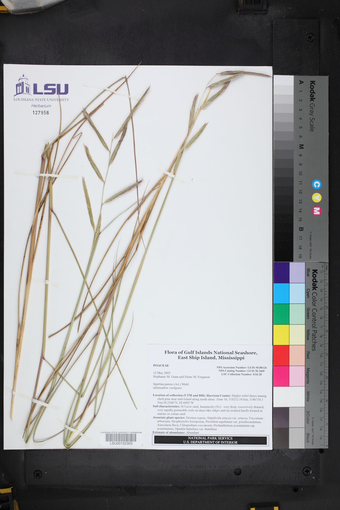Spartina patens image