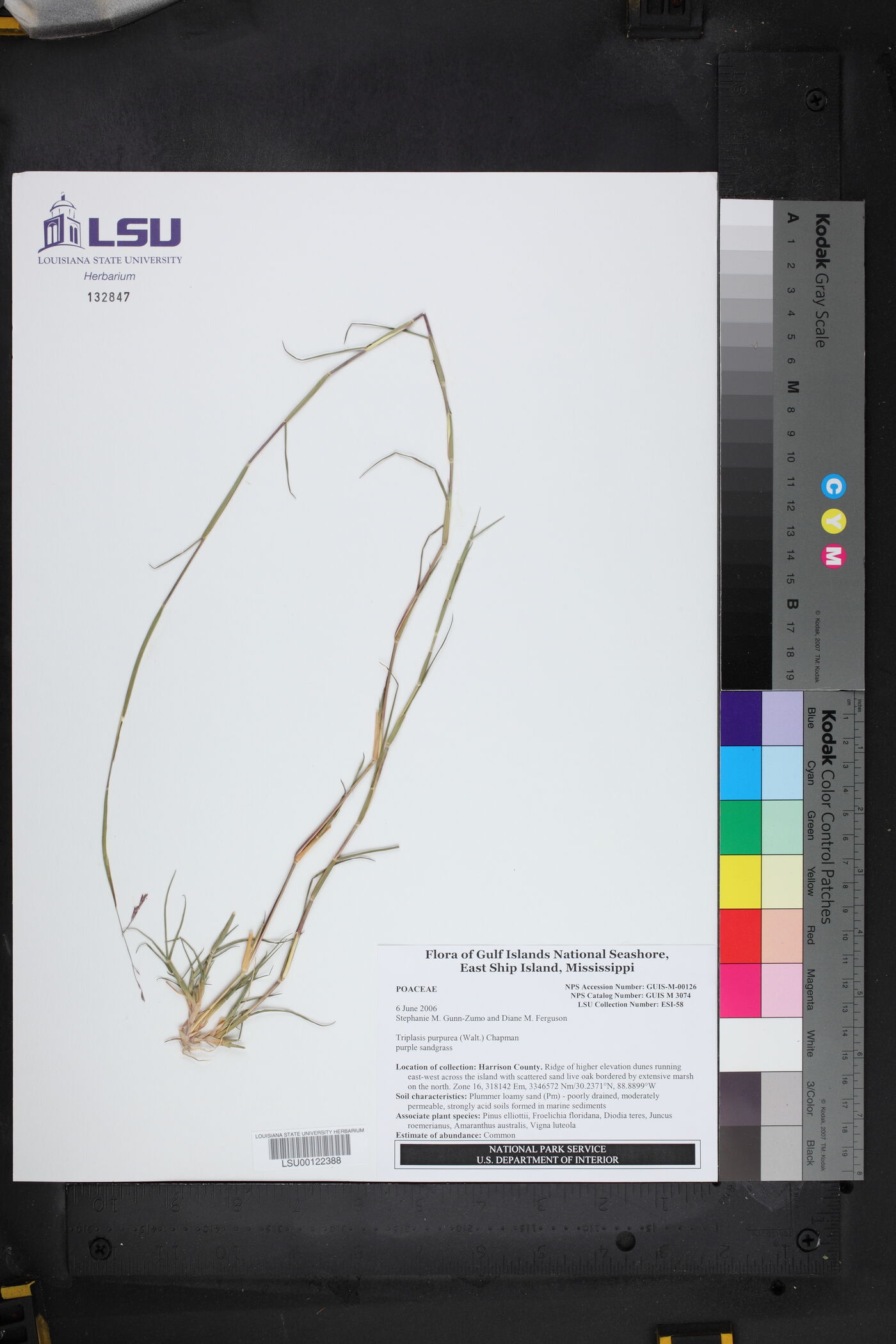 Triplasis purpurea image