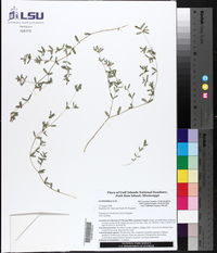 Euphorbia bombensis image