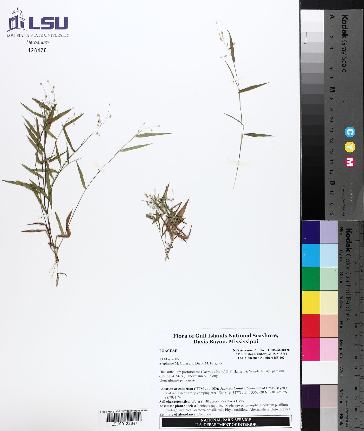 Dichanthelium portoricense image