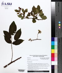 Rubus argutus image