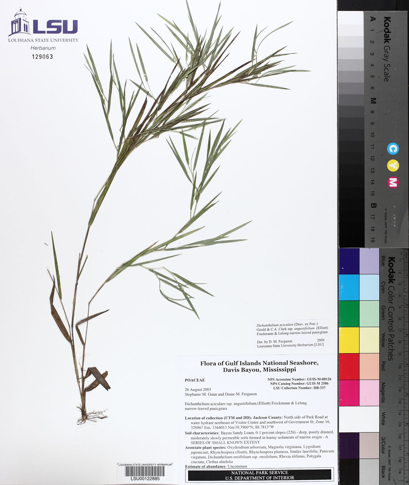 Dichanthelium aciculare subsp. angustifolium image