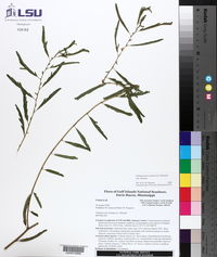 Chamaecrista nictitans subsp. nictitans var. nictitans image