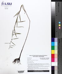 Ludwigia linearis image