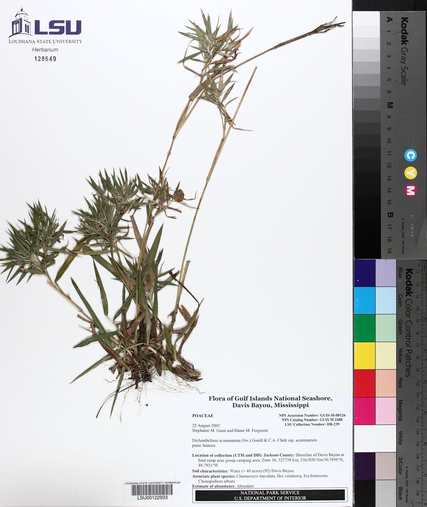Dichanthelium acuminatum subsp. acuminatum image