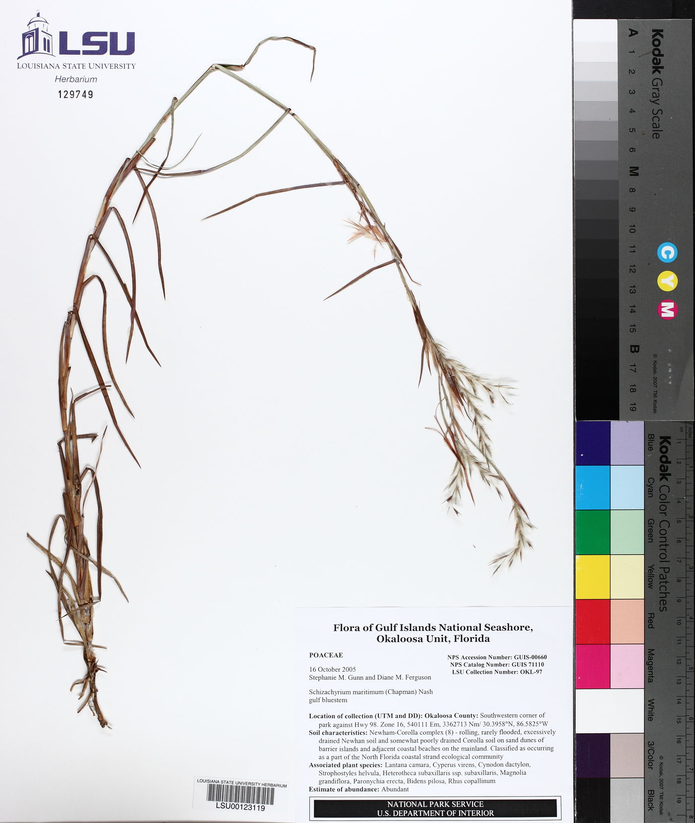 Schizachyrium maritimum image