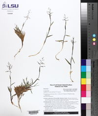 Dichanthelium portoricense subsp. portoricense image