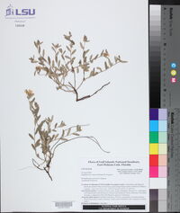 Crocanthemum arenicola image