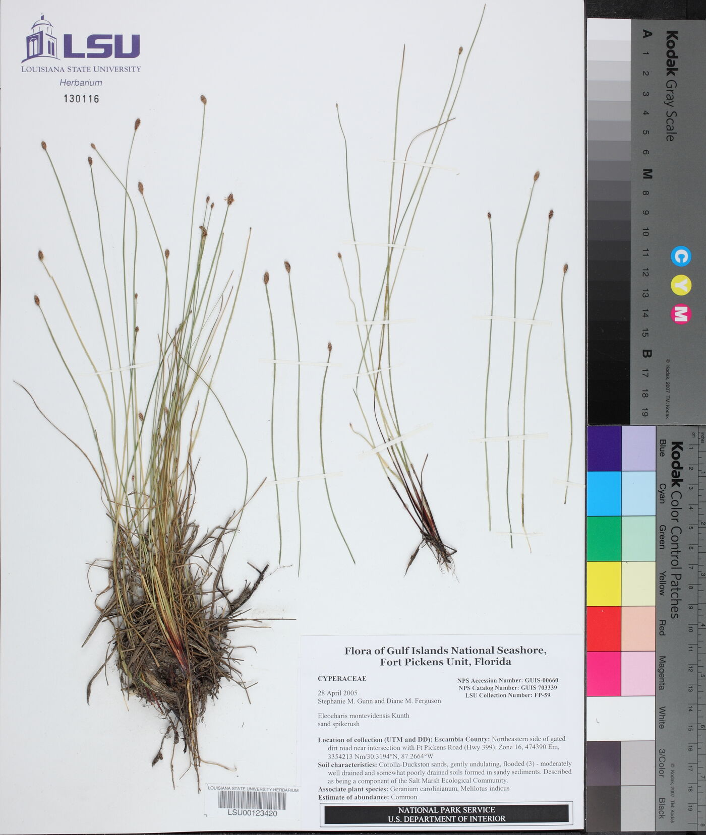 Eleocharis montevidensis image