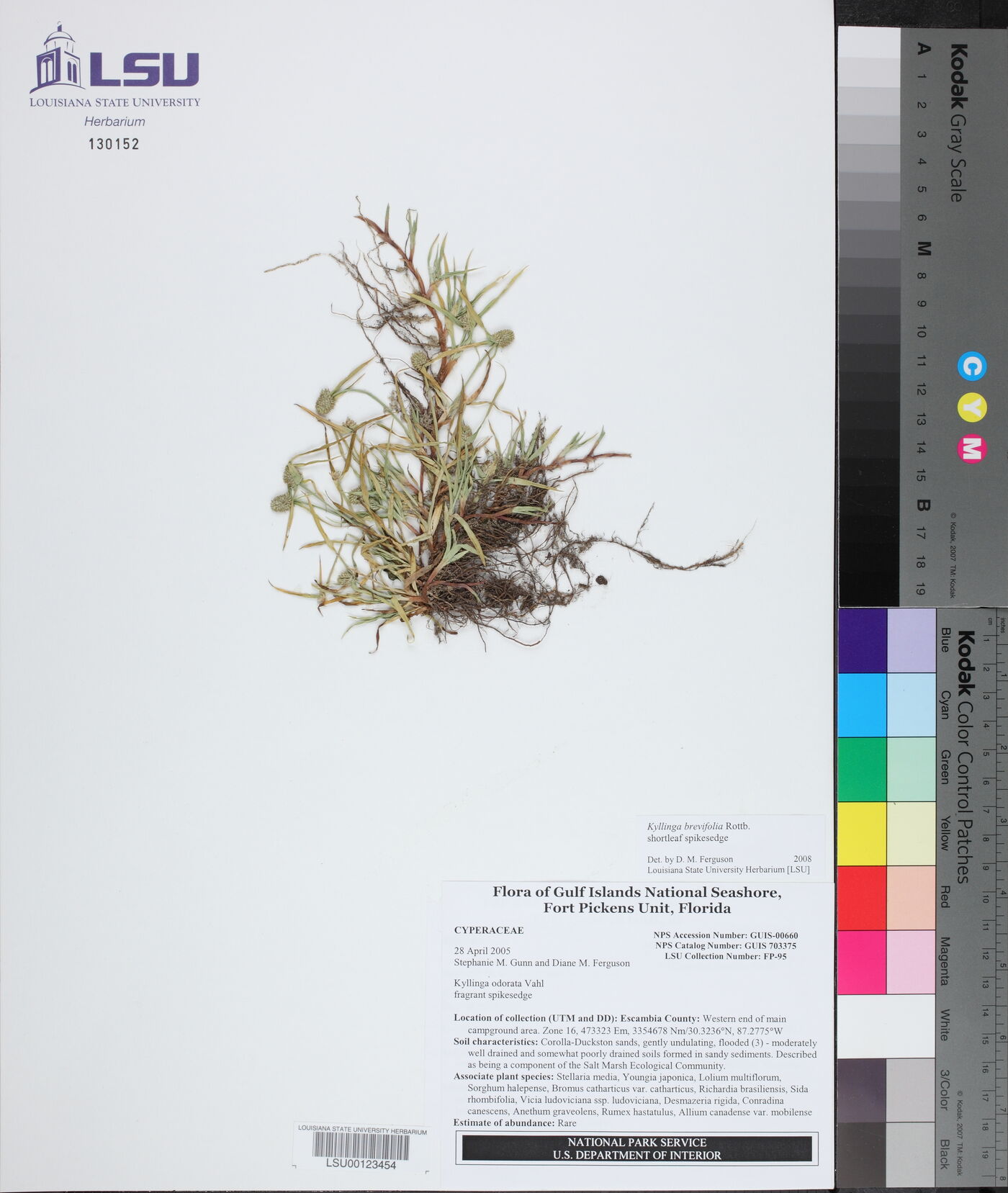 Kyllinga brevifolia image