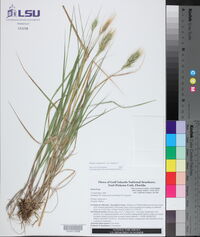 Elymus virginicus var. virginicus image