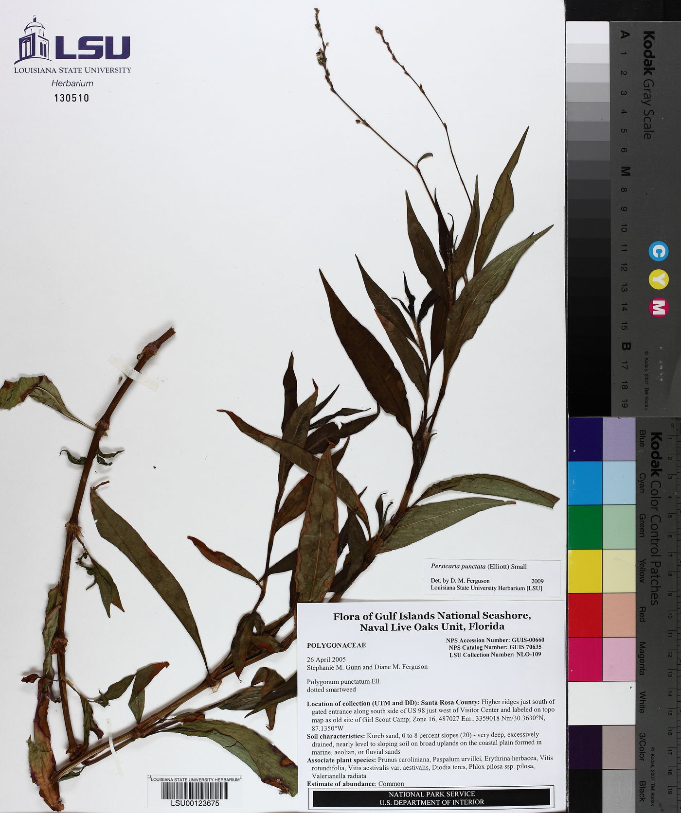 Polygonum punctatum image