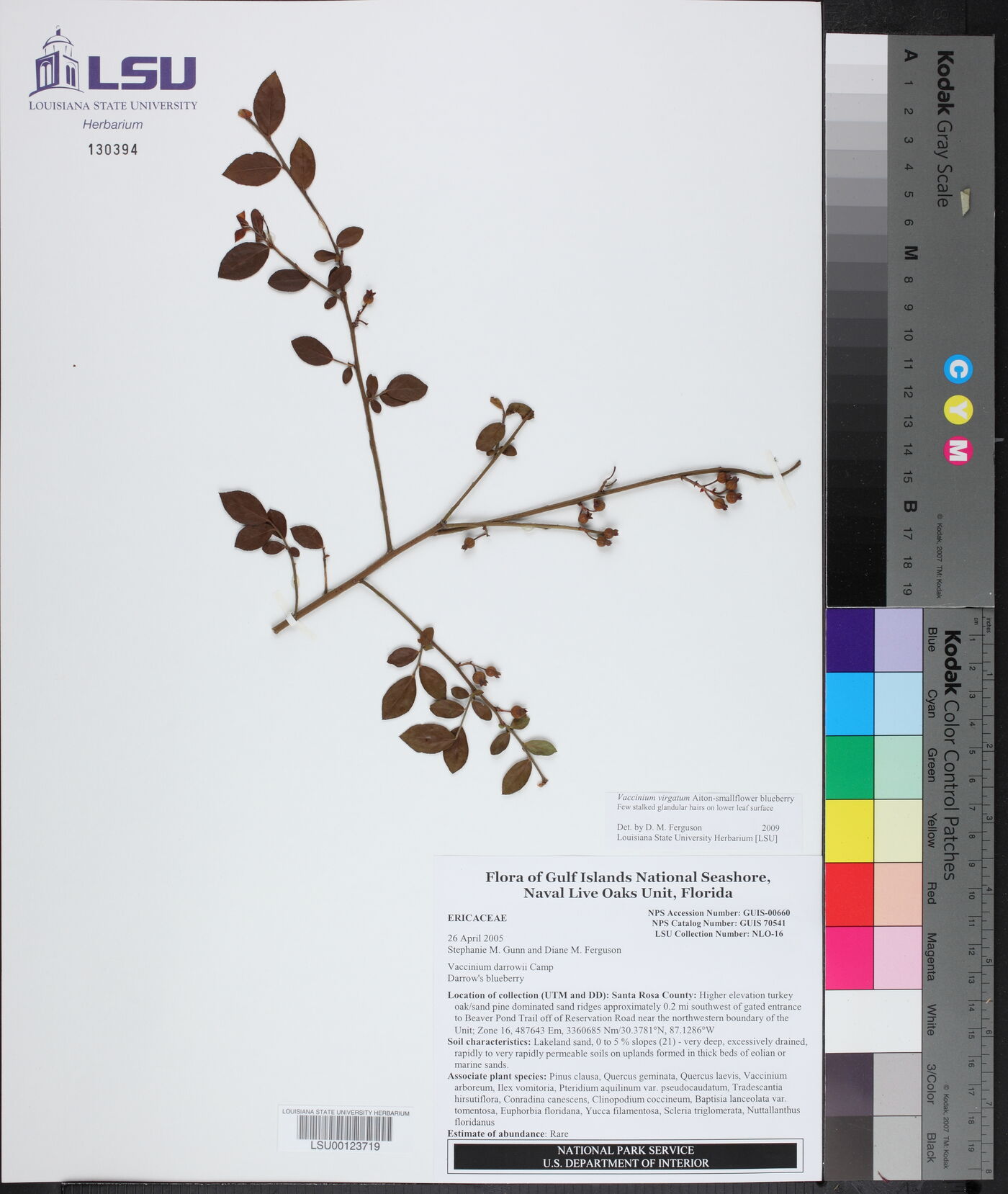 Vaccinium virgatum image