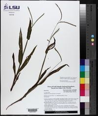 Paspalum setaceum var. stramineum image