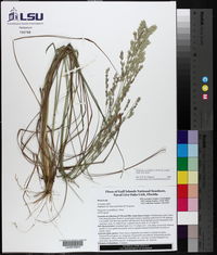 Eragrostis secundiflora image