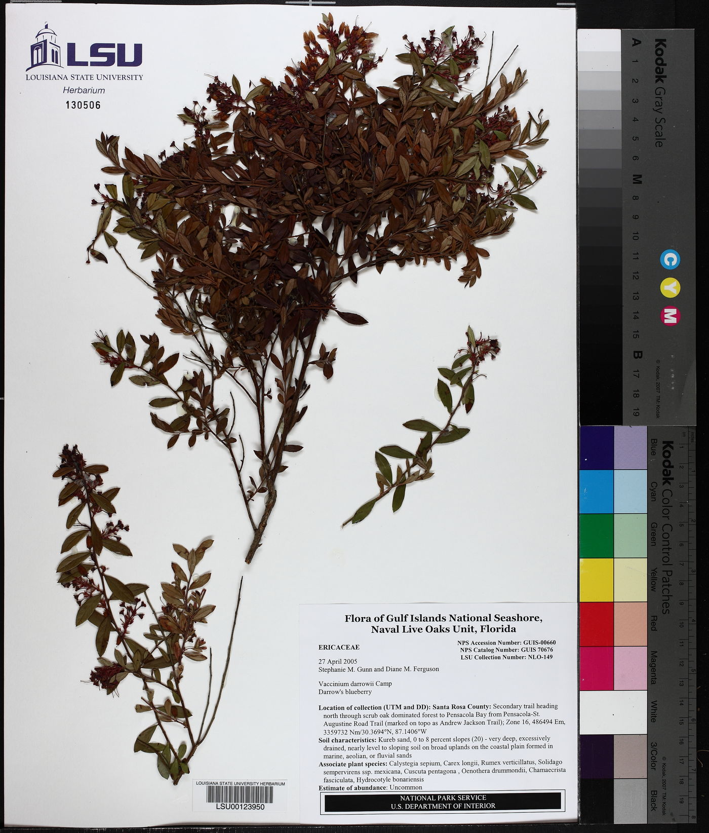 Vaccinium darrowii image