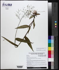 Dichanthelium commutatum subsp. joorii image