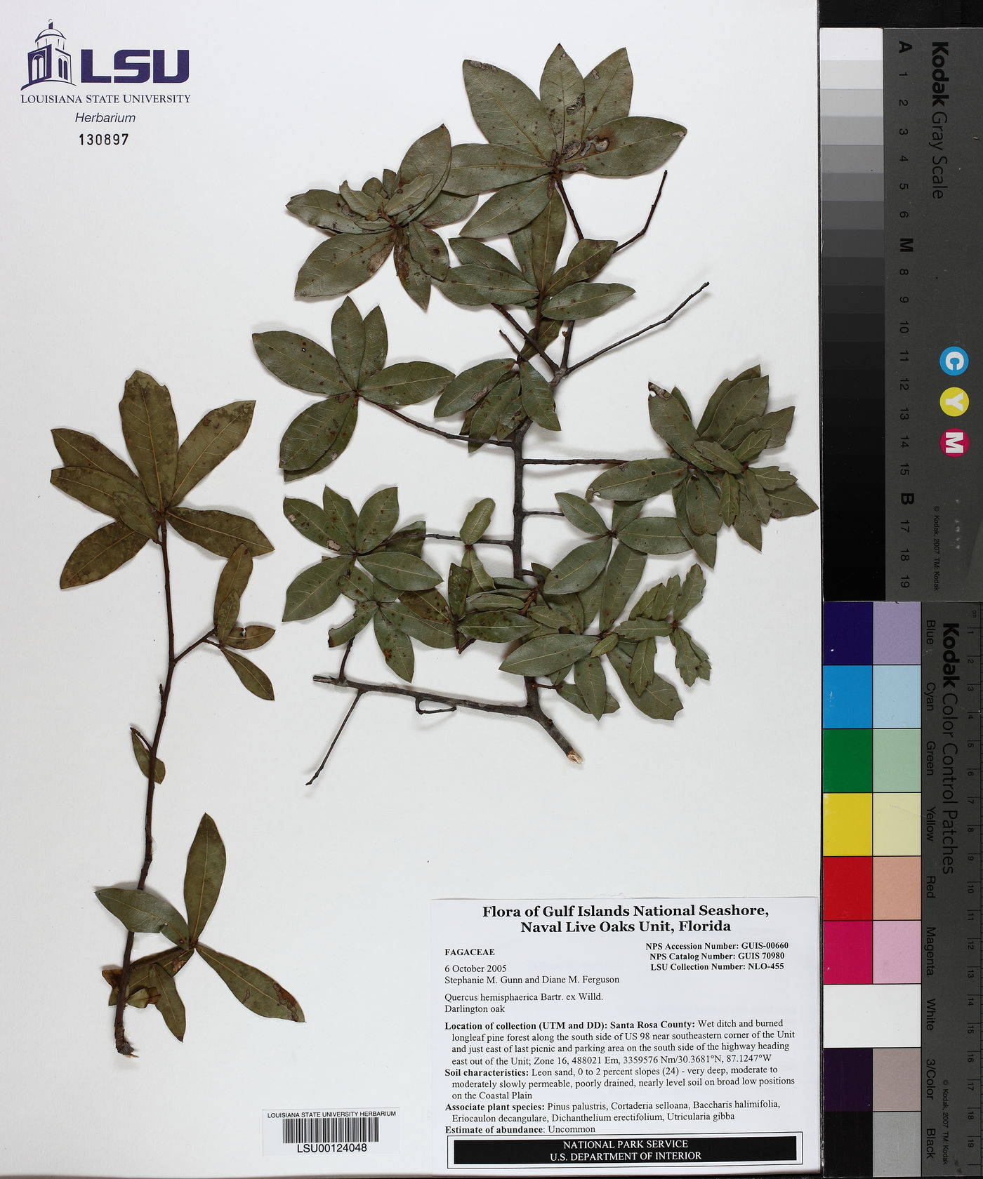 Quercus hemisphaerica var. hemisphaerica image