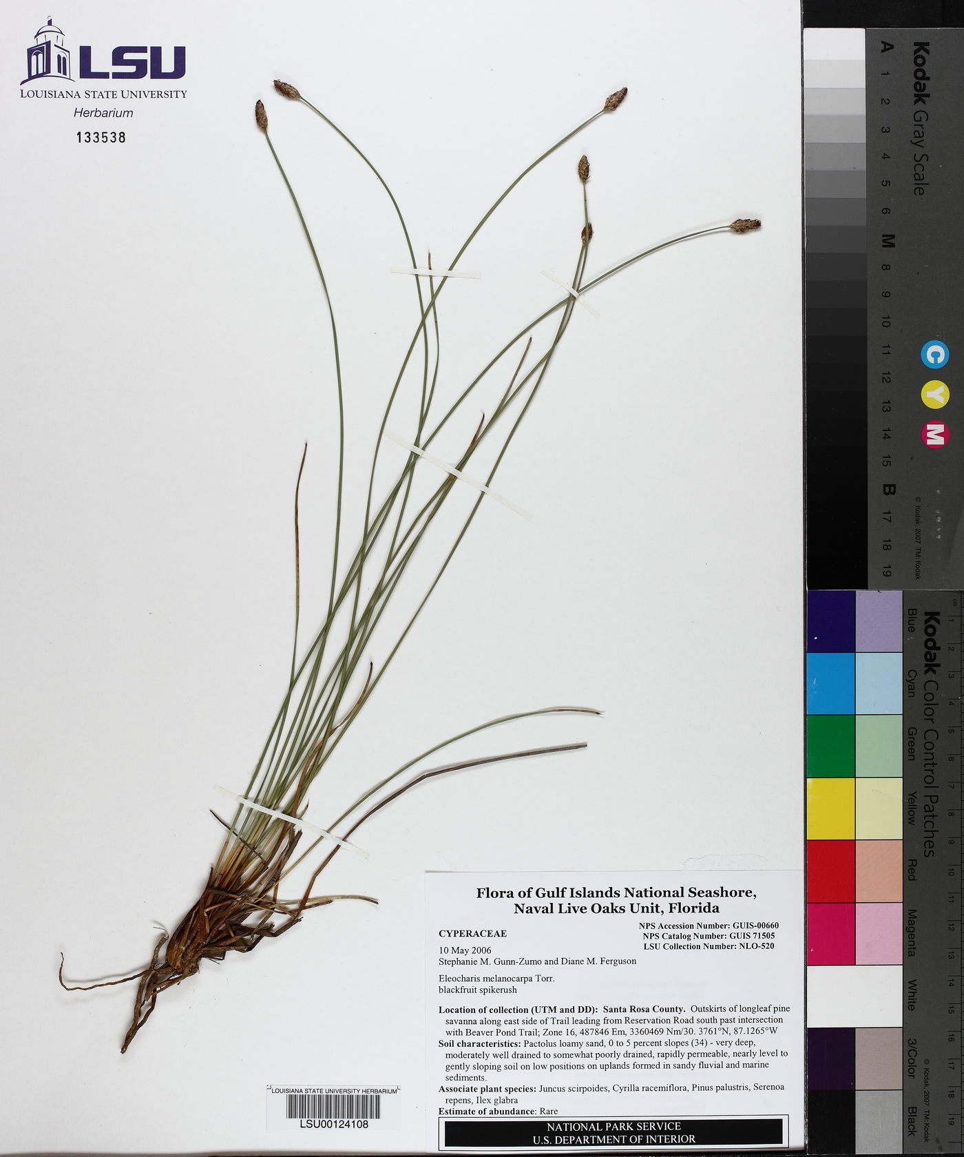 Eleocharis melanocarpa image
