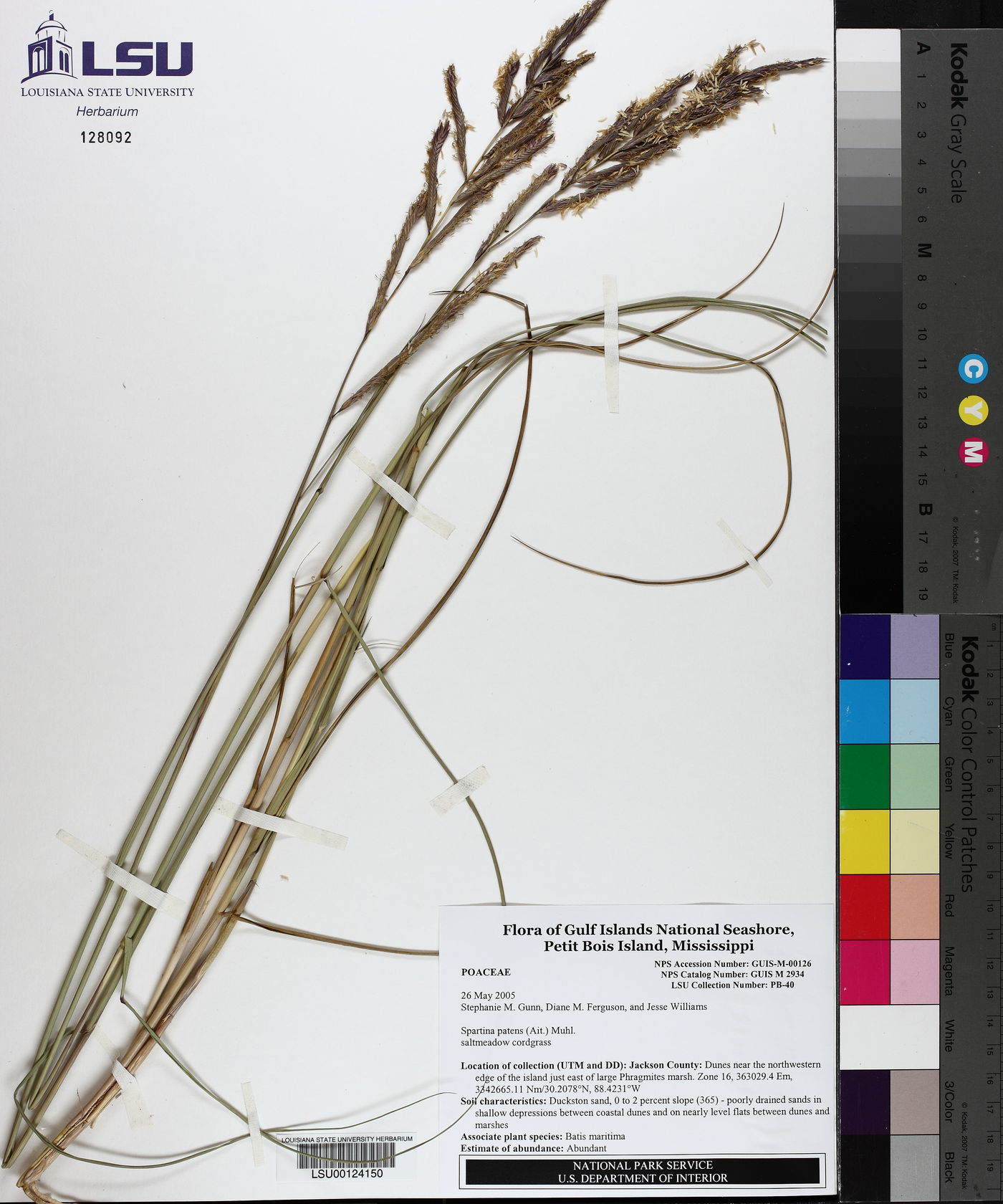 Spartina patens image