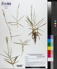 Panicum repens image