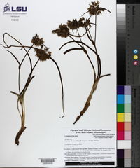 Tradescantia hirsutiflora image