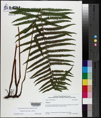 Thelypteris kunthii image