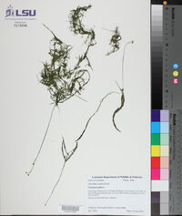 Utricularia gibba image