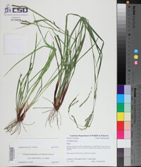 Carex debilis var. debilis image