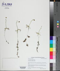 Utricularia radiata image